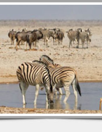 Etosha National Park, Namibia