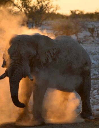 Etosha National Park, Namibia